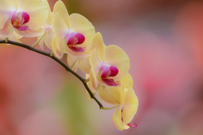 Обои картинки фото цветы, орхидеи, цветок, желтый, ветка, орхидея, фалинопсис