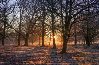 Картинка природа восходы закаты свет деревья поляна