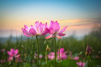 Картинка цветы лотосы лотос лепестки розовый