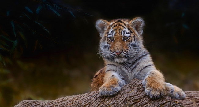Обои картинки фото животные, тигры, ветка, дерево, маленький, тигр