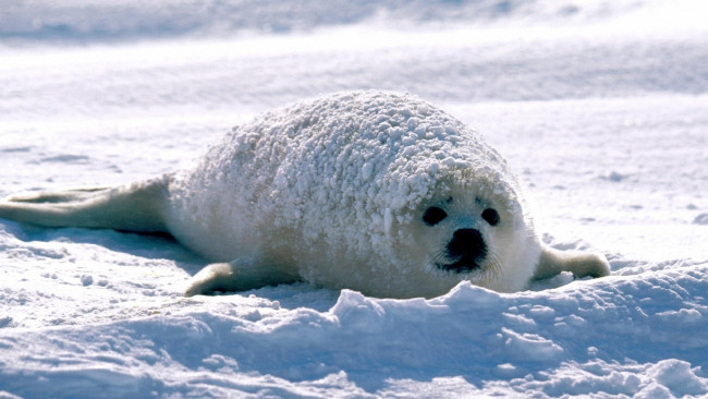Обои картинки фото животные, тюлени,  морские львы,  морские котики, тюлень, детеныш, белек, лед, снег
