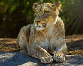 Картинка животные львы львица лежит свет