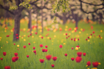 Картинка цветы тюльпаны боке природа весна сад трава