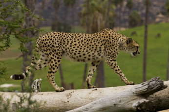 Картинка животные гепарды идёт грация окрас пятна кошка