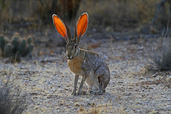 Картинка животные кролики +зайцы природа уши трава заяц