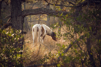 Картинка животные лошади конь лес поляна пасётся свет листва трава