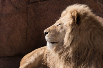 Картинка животные львы хищник грива морда профиль красавец лежит отдых зоопарк