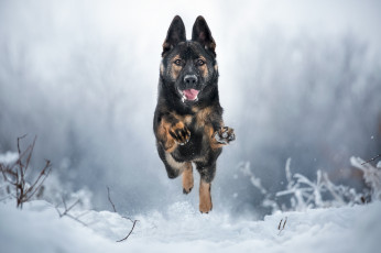 Картинка животные собаки зима бег собака