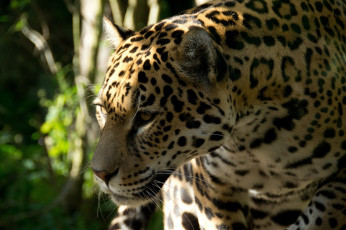 Картинка животные Ягуары морда профиль