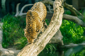 Картинка животные Ягуары хищник бревно окрас пятна кошка зоопарк