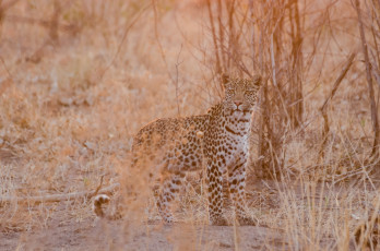 Картинка животные леопарды хищник молодой грация свет африка