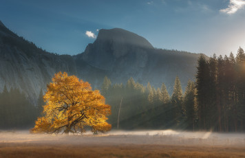 Картинка природа горы дерево свет лес сша