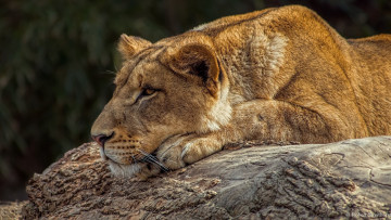 Картинка животные львы львица лежит морда профиль мех