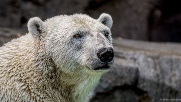 Картинка животные медведи белый полярный хищник морда портрет грустный