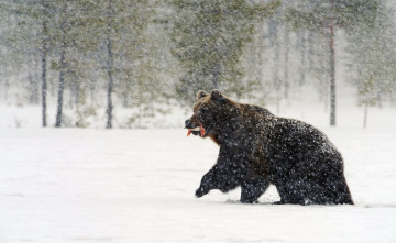 Картинка животные медведи медведь бурый добыча лес снег