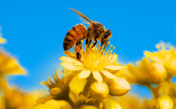 обоя животные, пчелы,  осы,  шмели, насекомое, природа, лепестки, цветы, пчела
