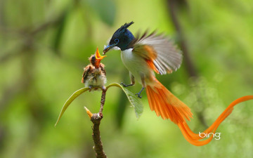 Картинка животные птицы птица забота ветка птенец кормежка мать