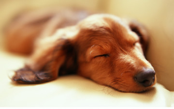 Картинка животные собаки собака сон такса рыжая