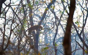 Картинка животные леопарды грация окрас лес