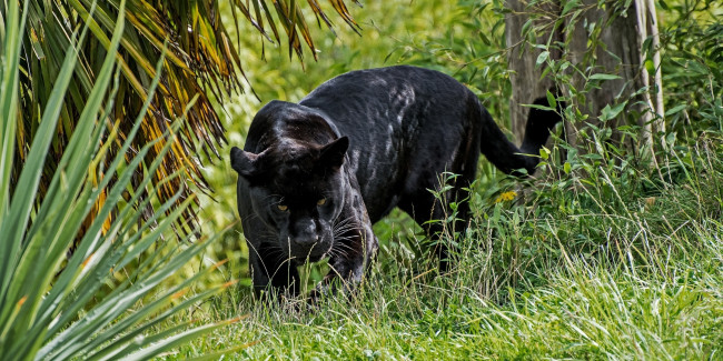 Обои картинки фото животные, пантеры, ягуар, чёрный, хищник, морда, смотрит, засада, трава