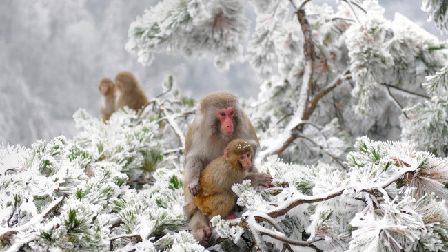 Обои картинки фото животные, обезьяны, снег