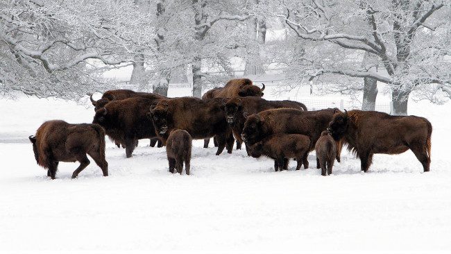 Обои картинки фото животные, зубры,  бизоны, снег