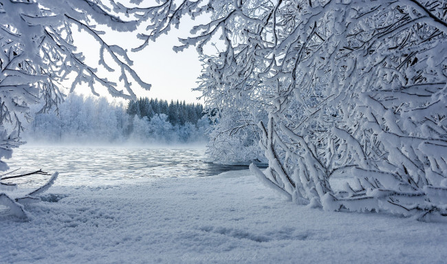 Обои картинки фото природа, зима, снег, озеро, лес, деревья, кусты, ветки