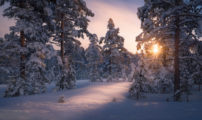 Обои картинки фото природа, зима, солнце, свет, снег, деревья, лес