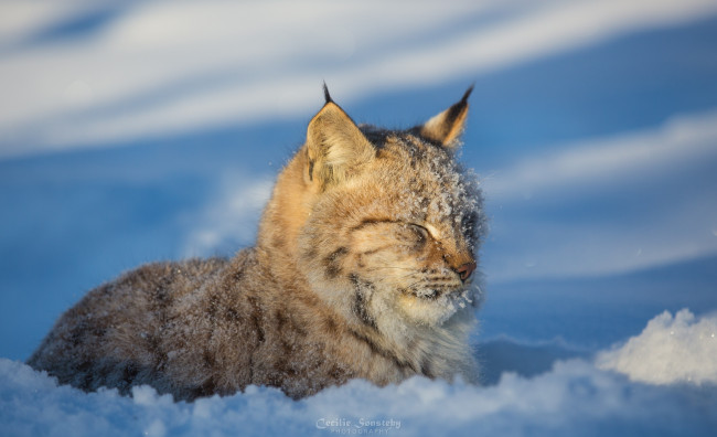 Обои картинки фото животные, рыси, морда, дремлет, жмурится, зима, снег