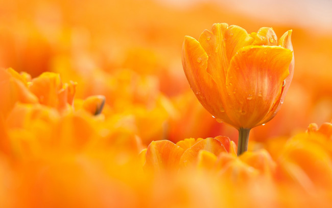 Обои картинки фото цветы, тюльпаны, капли, оранжевый, макро, тюльпан, цветок