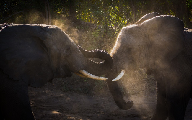 Обои картинки фото животные, слоны, двое, бивни, борьба, пыль