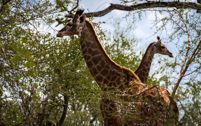 Обои картинки фото животные, жирафы, двое, пара, шея, окрас, пятна, листва