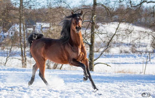 Обои картинки фото автор,  oliverseitz, животные, лошади, конь, гнедой, грива, бег, движение, грация, сила, поза, позирует, зима, снег, загон, игривый