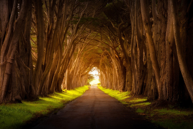 Обои картинки фото природа, дороги, дорога, деревья, свет