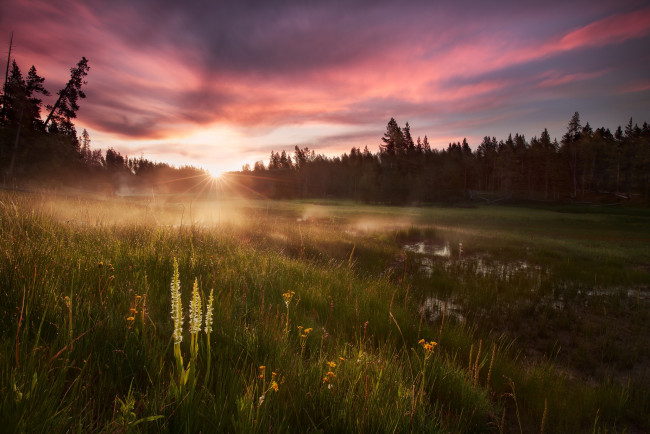 Обои картинки фото природа, восходы, закаты, солнце, лес, утро, вода, свет, трава, роса