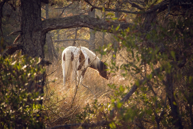 Обои картинки фото животные, лошади, конь, лес, поляна, пасётся, свет, листва, трава