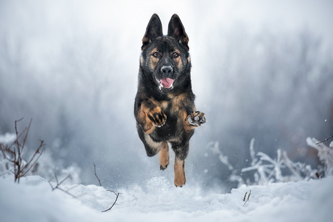 Обои картинки фото животные, собаки, зима, бег, собака