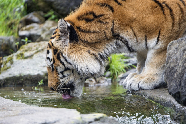 Обои картинки фото животные, тигры, амурский, кошка, морда, мех, водопой