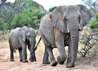 Картинка животные слоны семья слонёнок слониха