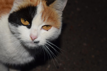 Картинка животные коты трехцветная кошка взгляд