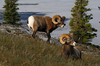 Картинка животные овцы +бараны канада рога природа толсторог баран