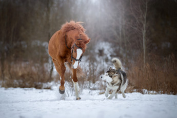 обоя животные, разные вместе, лошадь, хаски, собака, бег, снег