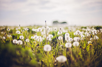 обоя цветы, одуванчики, белые, поле, трава