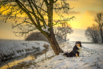 Картинка животные собаки winter road sunlight canine australian shepherd sunset tree sun dog river snow
