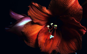 Картинка цветы амариллисы +гиппеаструмы макро