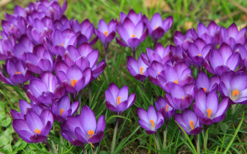 Картинка цветы крокусы весна луг цветение