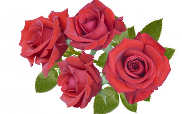 Картинка цветы розы Четыре бордовые