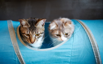 Картинка животные коты пара головы сумка дыра кошки