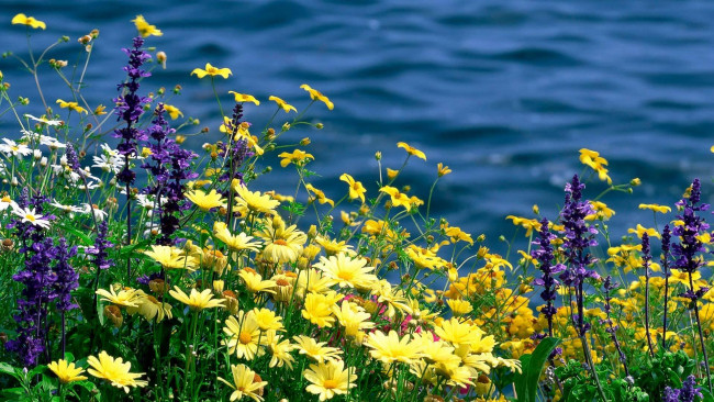 Обои картинки фото цветы, луговые , полевые,  цветы, река, разнотравье