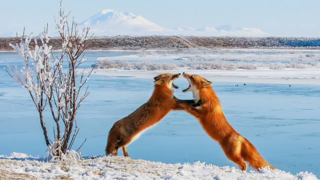 Обои картинки фото животные, лисы, оскал, снег, зима
